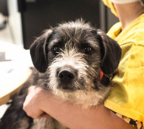 Rio Puppy AH 4/18