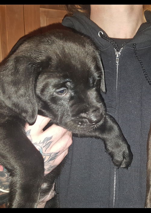Topeka Puppy AH 4/18