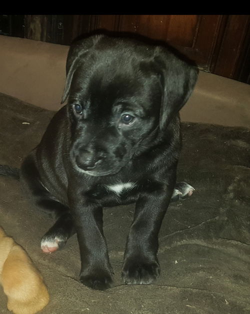 Boise Puppy AH 4/18