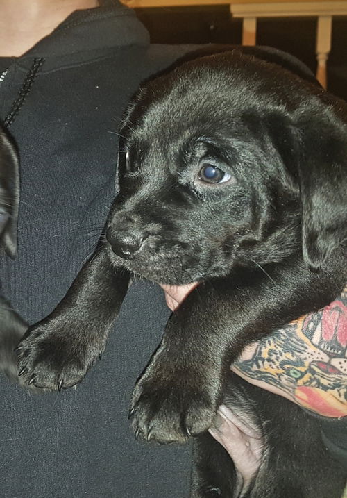 Juneau Puppy