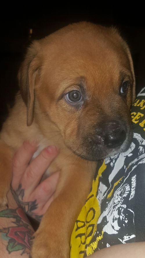 Albany Puppy AH 4/18