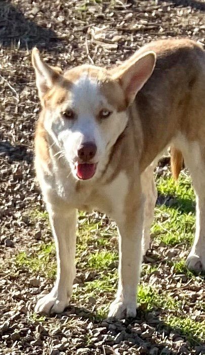 Jamber Pup AH 4/18