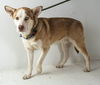 Jamber Pup AH 4/18