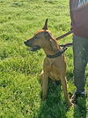 Ryker Pup  -5 day AH 4/18