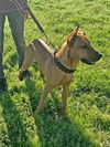 Ryker Pup  -5 day AH 4/18