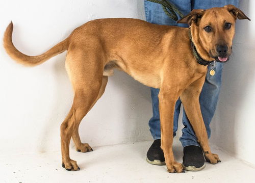 Ryker Pup  -5 day AH 4/18