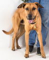 Ryker Pup  -5 day AH 4/18