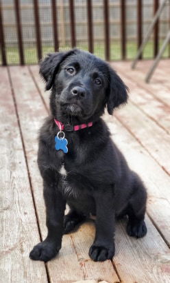 Rapunzel Puppy