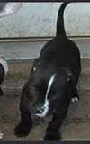 Millionaire Puppy AH 4/18
