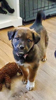 Mulan Puppy