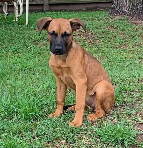 Kira Puppy AH 4/18