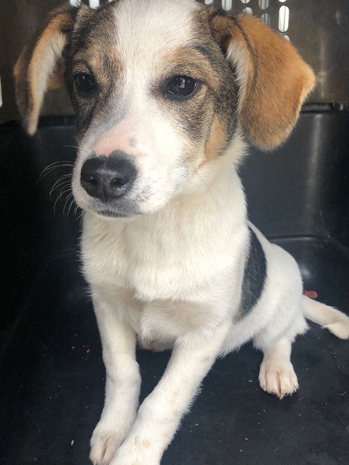 Chickpea -Puppy MA