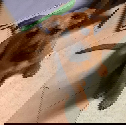 Kota