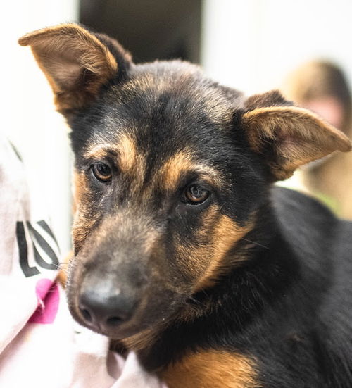 Durango Pup AH 4/18