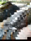 Greeley Pup Ah 4/18