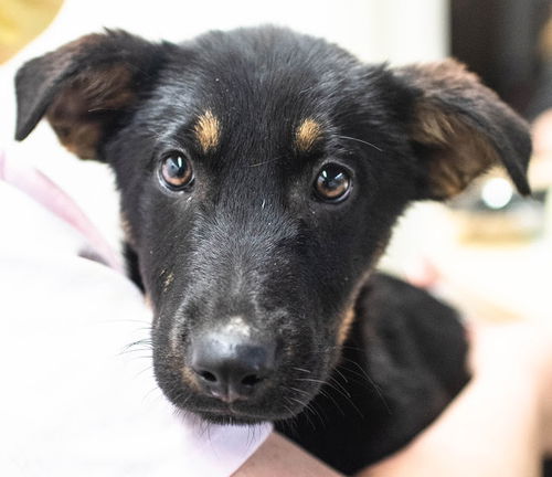 Greeley Pup Ah 4/18