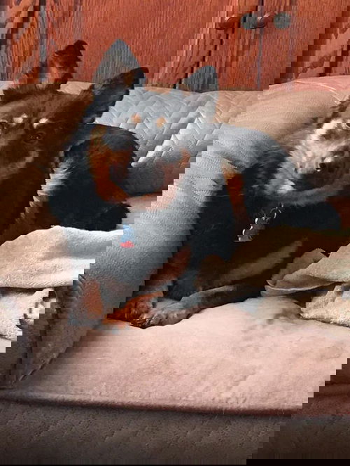 Ricara