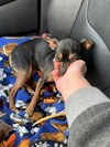 Brandee Adopted