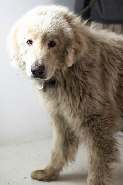 Ford Adopted