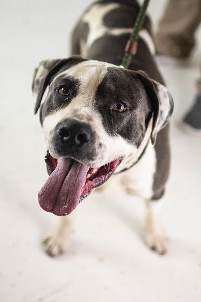 adoptable Dog in Minneapolis, MN named Knoxville