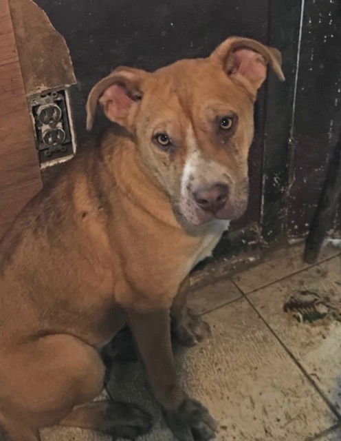 Gilda Pup Adopted