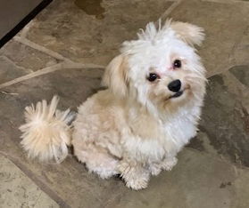 Gizmo