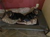 Gracelyn Adopted