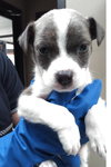 Grover