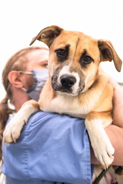 Georgette Pup Adopted