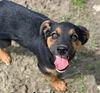 Baracus Puppy Adopted