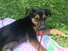 Baracus Puppy Adopted