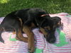 Baracus Puppy Adopted