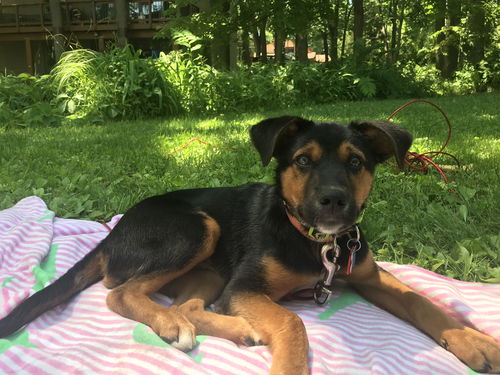 Baracus Puppy Adopted
