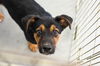 Baracus Puppy Adopted