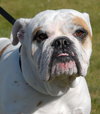 Bruiser