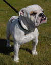 Bruiser