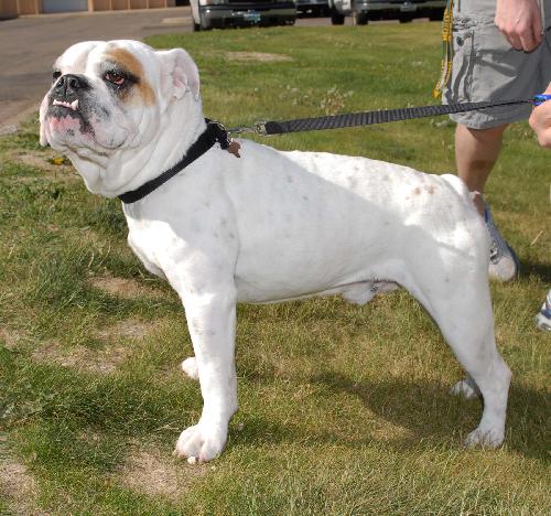 Bruiser