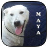 Maya