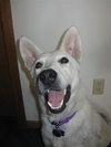 Maya