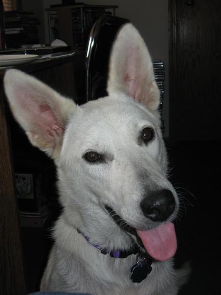 Maya
