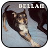 Bellah