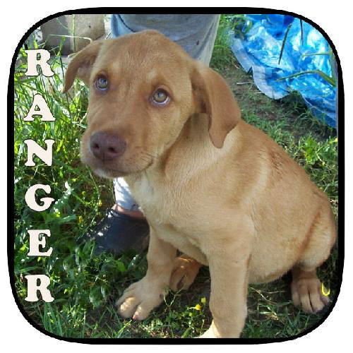 Ranger