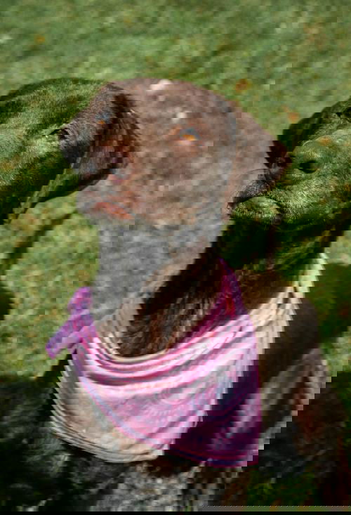 Gesa
