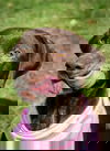 Gesa