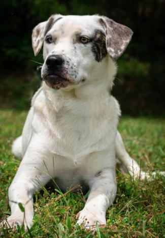Elliot Pup AH 6/20