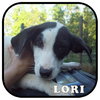 Lori