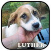 Luther