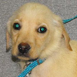 Opie