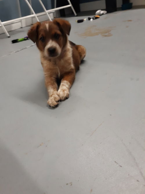 Sarephina Puppy Adopted