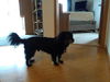 Fitzer -Adopted